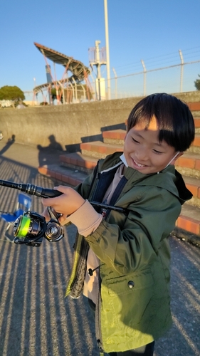 カタクチイワシの釣果