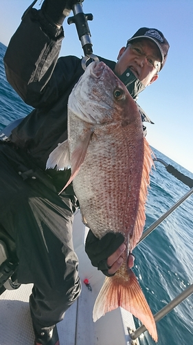 マダイの釣果