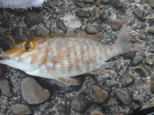 タマンの釣果