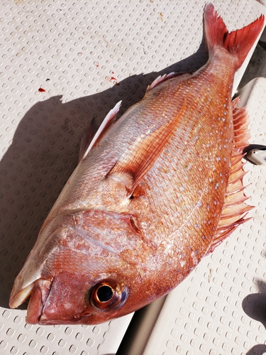 マダイの釣果