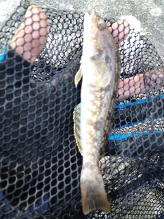 アイナメの釣果