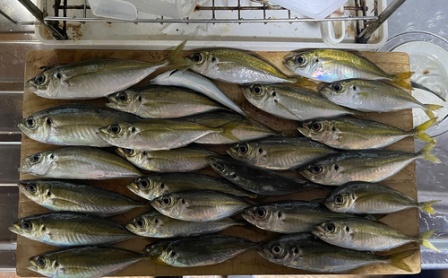 アジの釣果