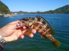 アカハタの釣果