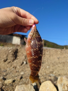 アカササノハベラの釣果