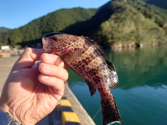 オオモンハタの釣果