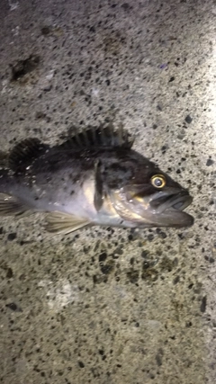 クロソイの釣果