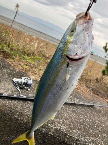 イナダの釣果