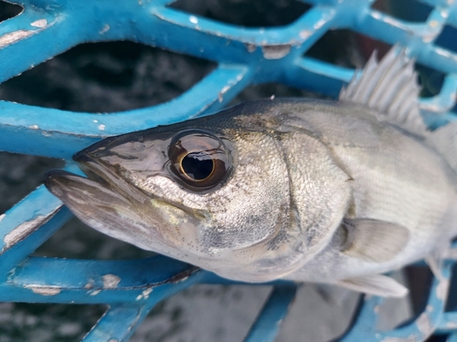 セイゴ（マルスズキ）の釣果