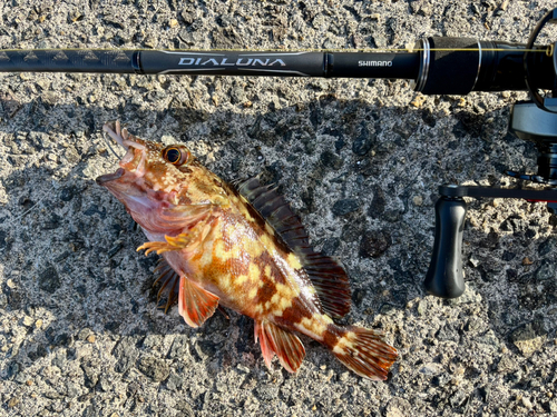 ガシラの釣果