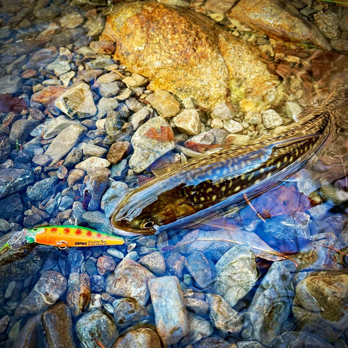 アメマスの釣果