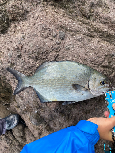 イスズミの釣果