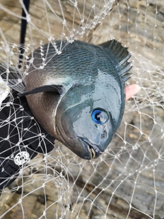 クチブトグレの釣果