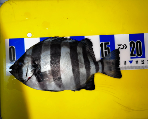 サンバソウの釣果