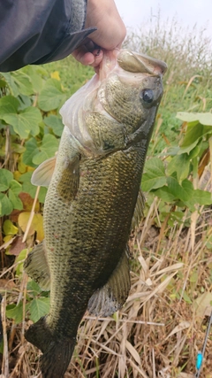 ラージマウスバスの釣果