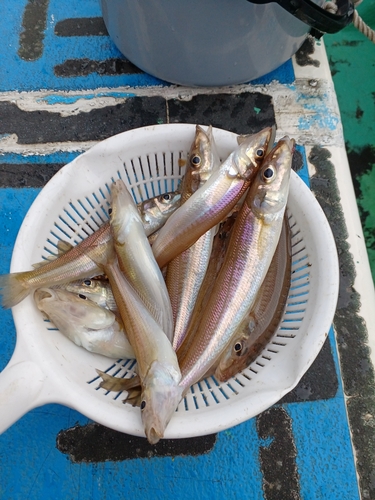 シロギスの釣果