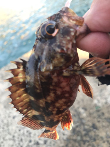 アラカブの釣果