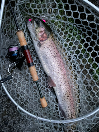 トラウトの釣果