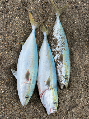 イナダの釣果