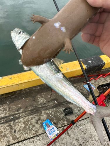 マイワシの釣果