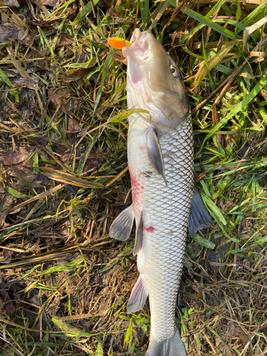 ニゴイの釣果