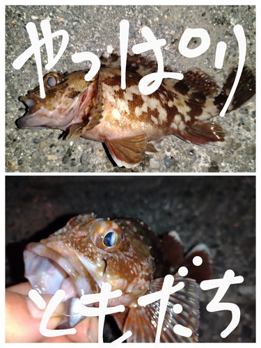 カサゴの釣果