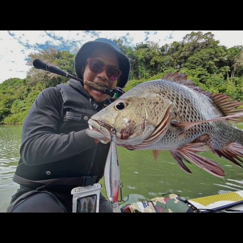 ゴマフエダイの釣果