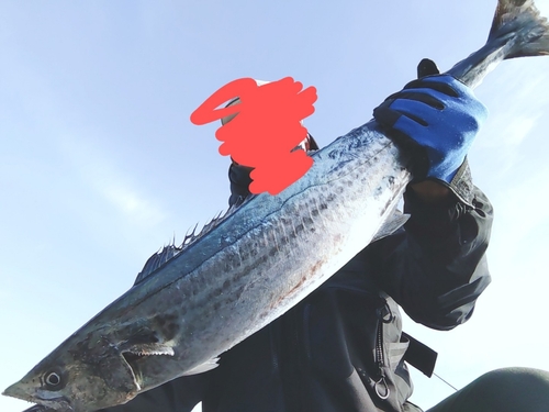 サワラの釣果