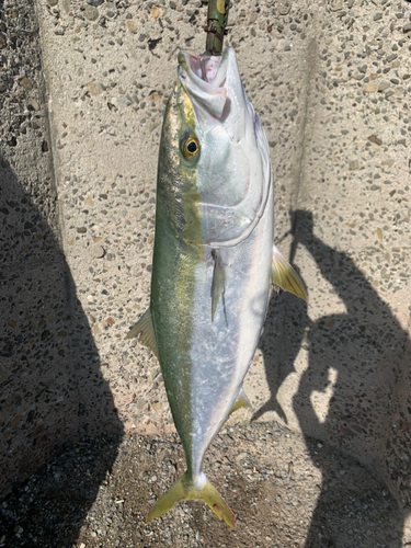 ハマチの釣果