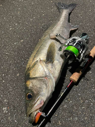 シーバスの釣果