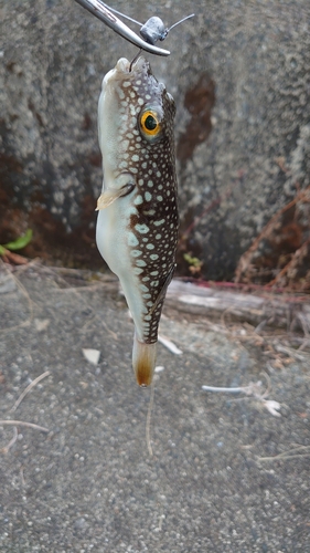 クサフグの釣果