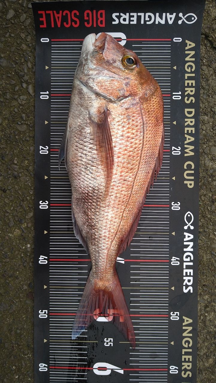 アングラー02460927さんの釣果 2枚目の画像