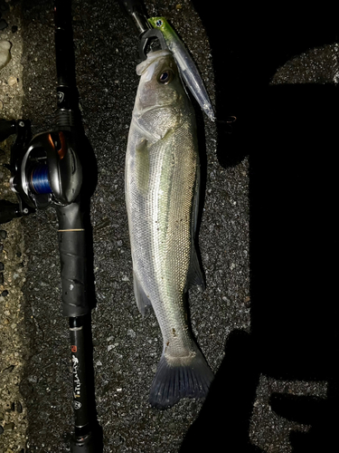 シーバスの釣果