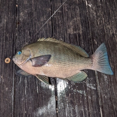 メジナの釣果