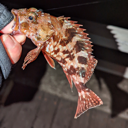 カサゴの釣果