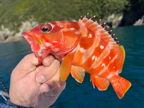 アカハタの釣果