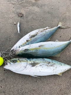 ハマチの釣果