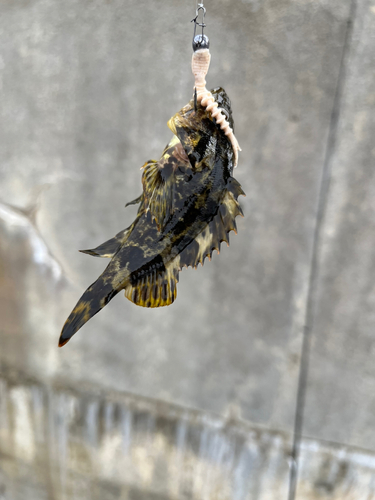 タケノコメバルの釣果