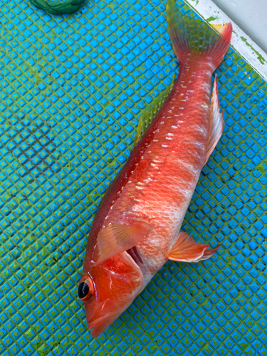 ヒメコダイの釣果