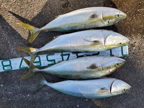 ハマチの釣果