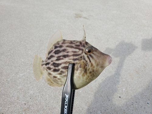 カワハギの釣果