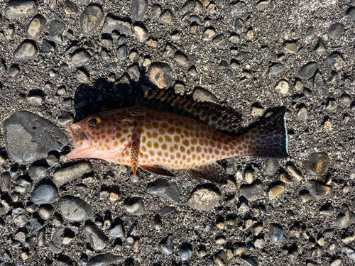 オオモンハタの釣果