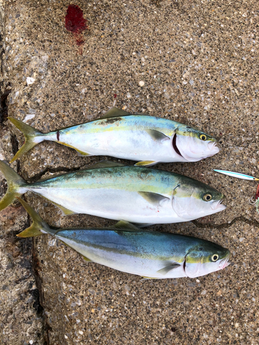 イナダの釣果