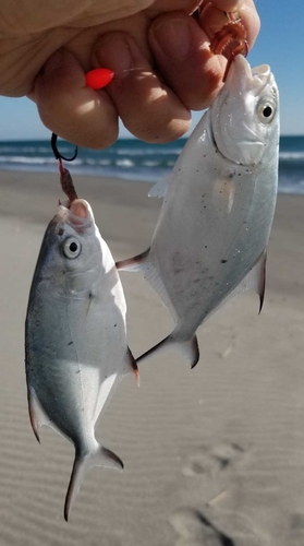 メッキの釣果