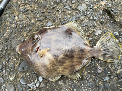 カワハギの釣果