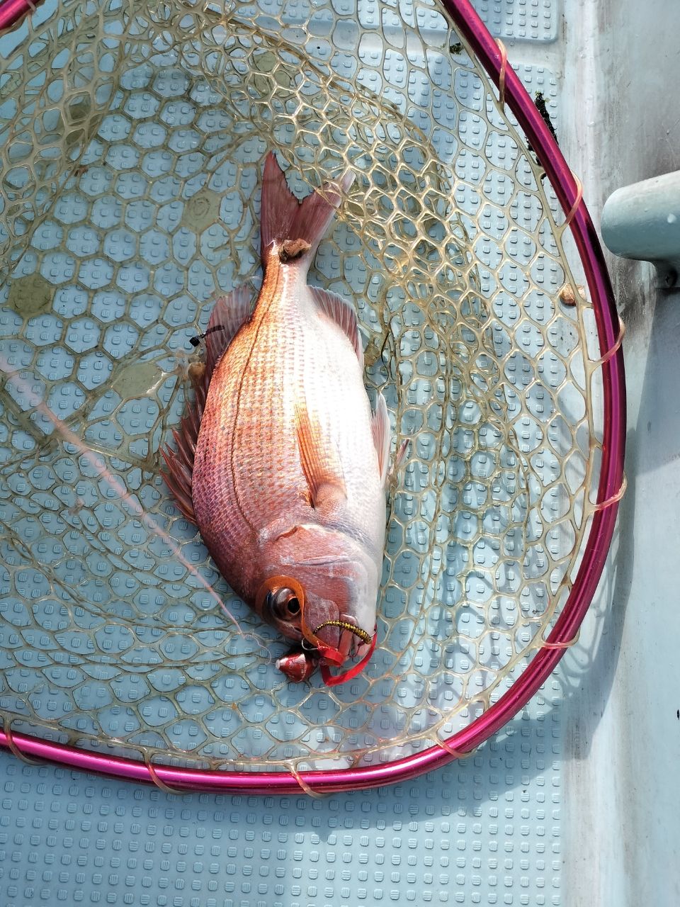 ドS東京湾鯛ラバ備忘録さんの釣果 3枚目の画像