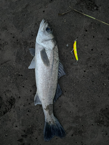 フッコ（マルスズキ）の釣果