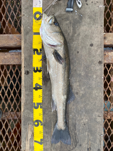 シーバスの釣果