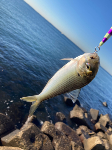 コノシロの釣果