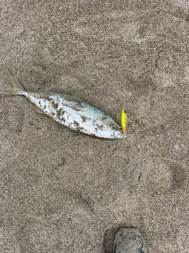 イナダの釣果