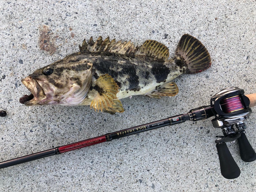 ベッコウゾイの釣果